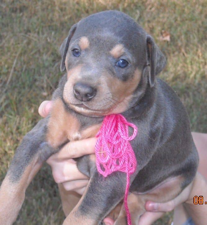 Blue and rust female doberman puppy