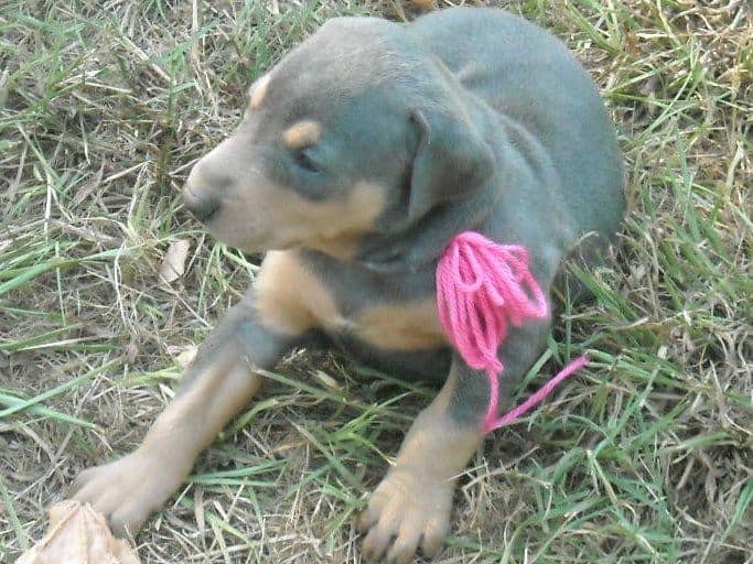 Blue and rust female doberman puppy