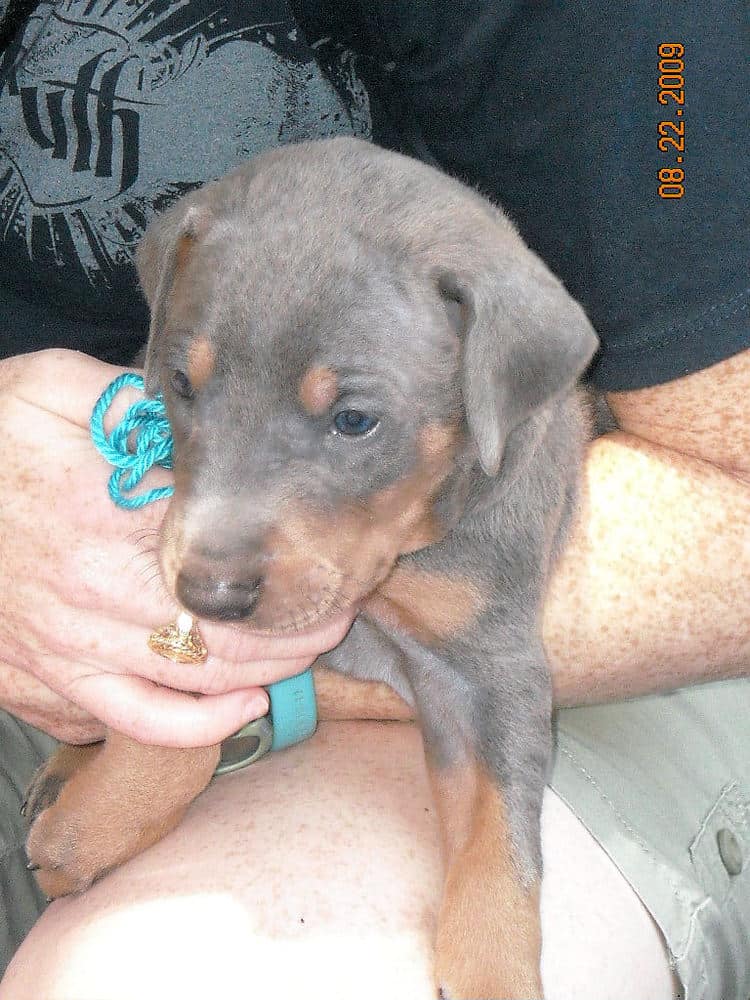 blue and rust male doberman puppy