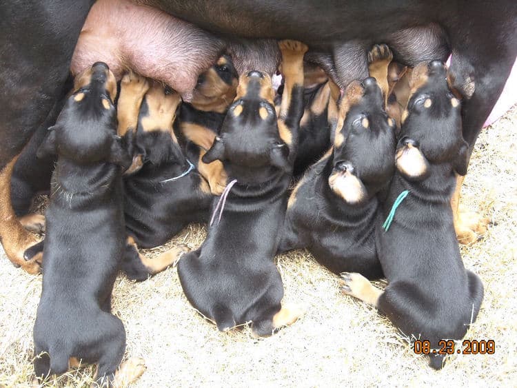 black and rust  and blue and rust dobie puppies 5th week