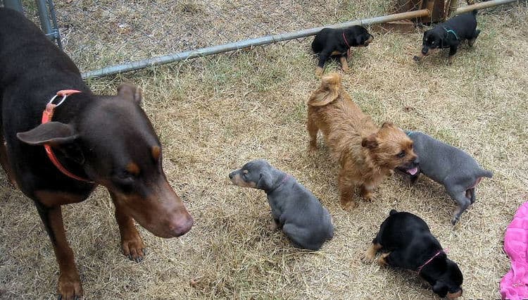 black and rust  and blue and rust dobie puppies 5th week