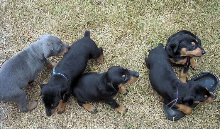 black and rust  and blue and rust dobie puppies 5th week