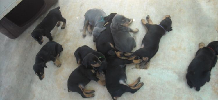 black and rust  and blue and rust dobie puppies 5th week