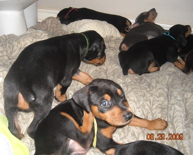 black and rust  and blue and rust dobie puppies 5th week