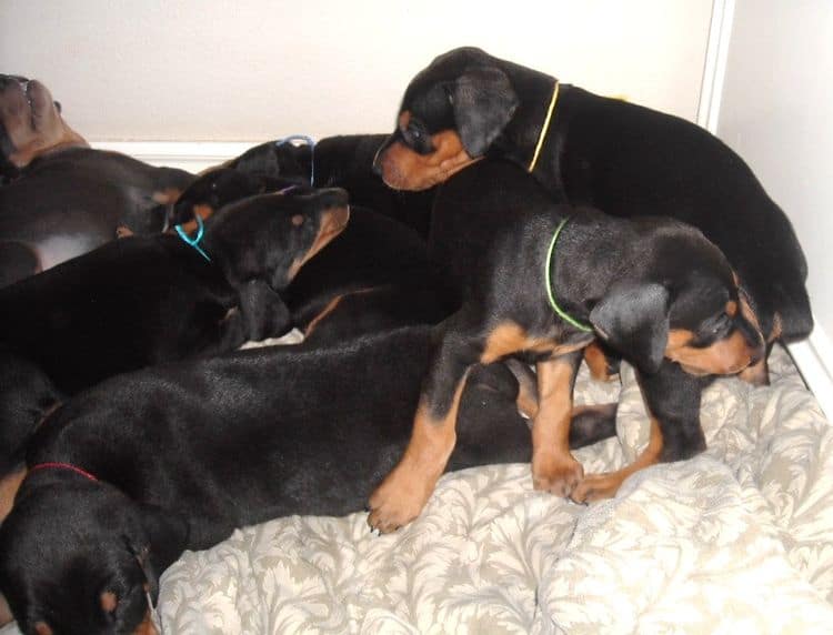 black and rust  and blue and rust dobie puppies 5th week