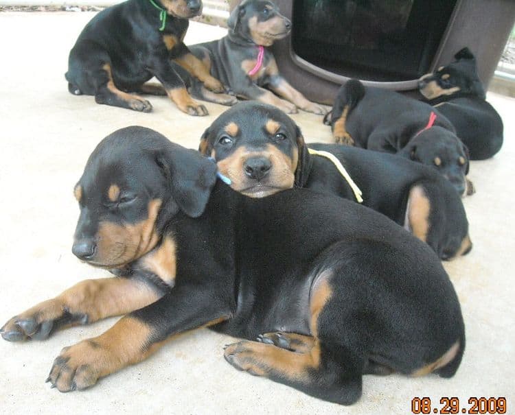 black and rust  and blue and rust dobie puppies 5th week