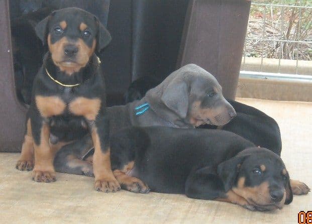 black and rust  and blue and rust dobie puppies 5th week