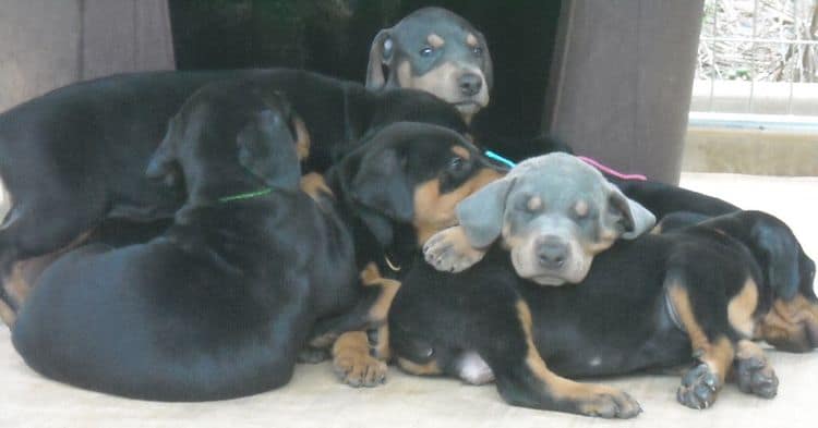 black and rust  and blue and rust dobie puppies 5th week