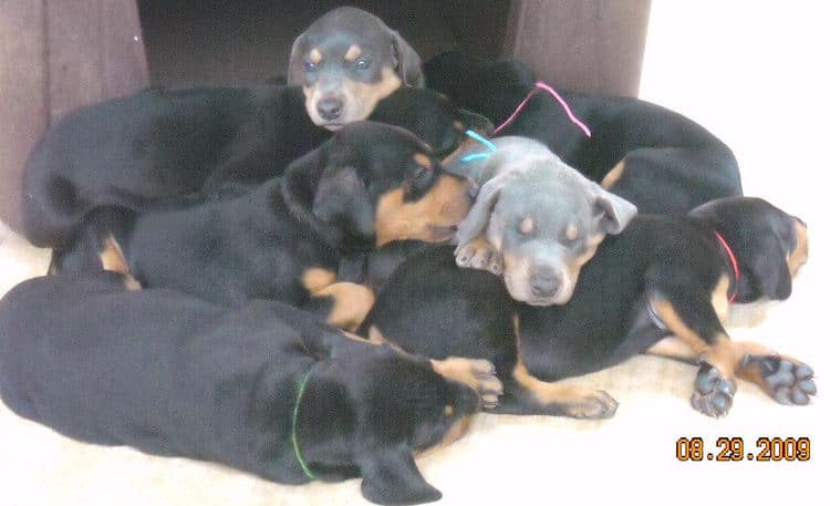 black and rust  and blue and rust dobie puppies 5th week