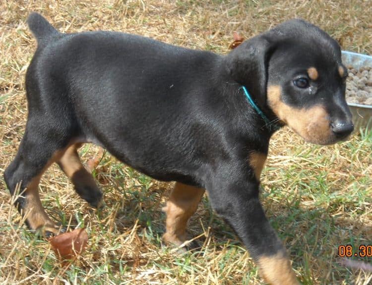 black female doberman pup