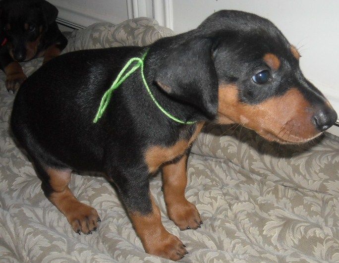 black female doberman pup