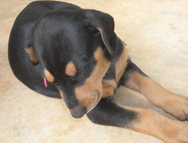 black female doberman pup