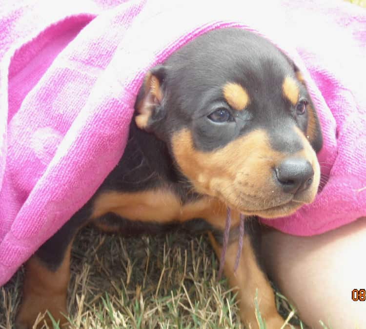 black female doberman pup