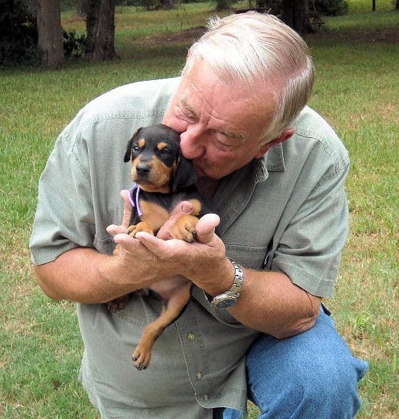 black female doberman pup