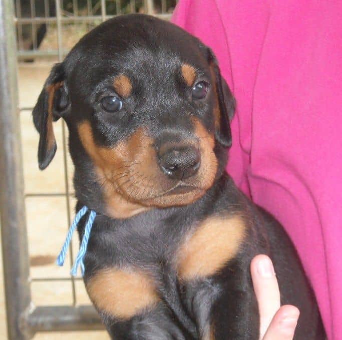 black male doberman pup