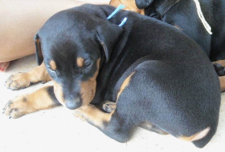 black male doberman pup