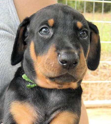 black male doberman pup