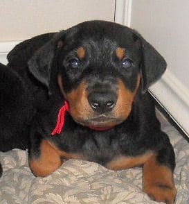 black and rust male doberman puppy