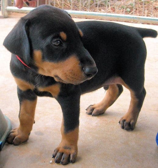 black and rust male doberman puppy