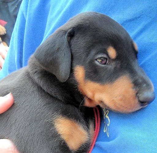 black and rust male doberman puppy