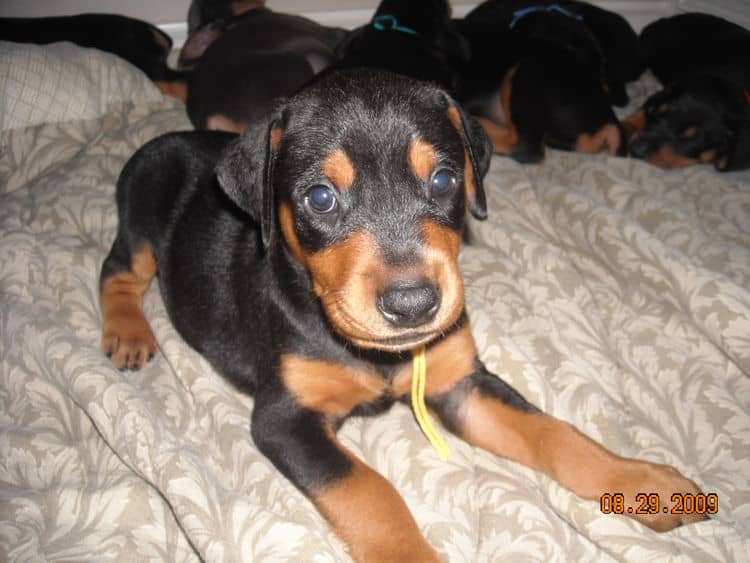 black and rust male doberman puppy