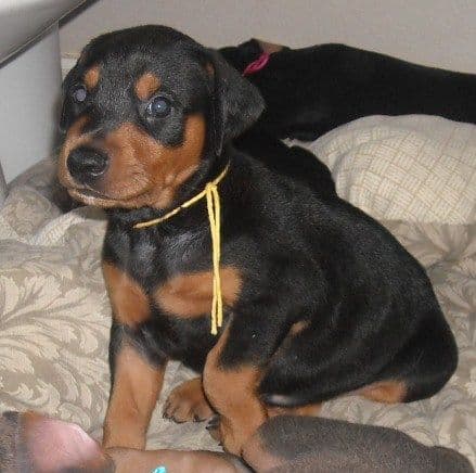 black and rust male doberman puppy