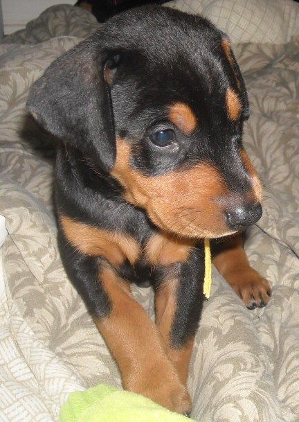 black and rust male doberman puppy