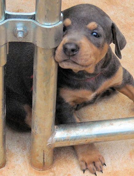 blue female doberman pup