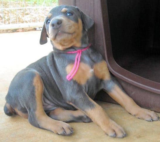 blue female doberman pup