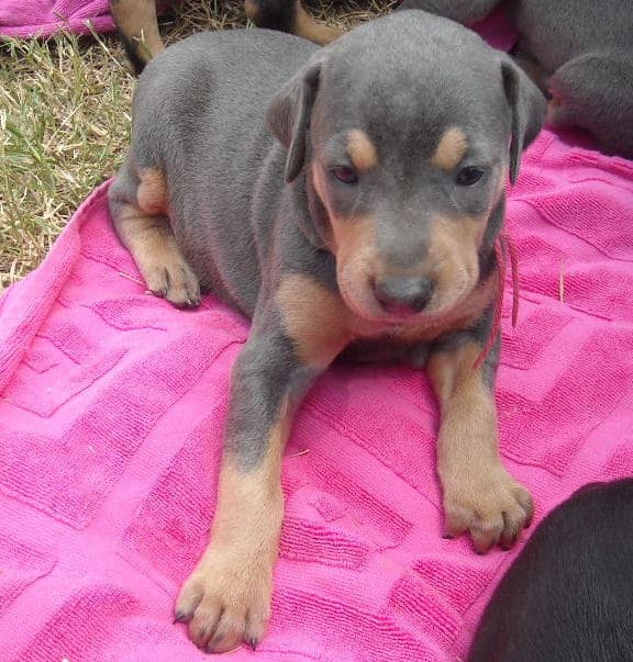 blue female doberman pup