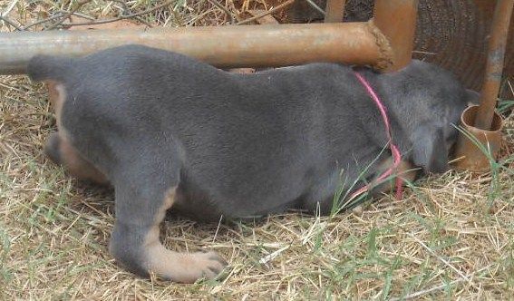 blue female doberman pup