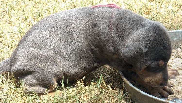 blue female doberman pup