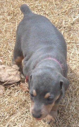 blue female doberman pup