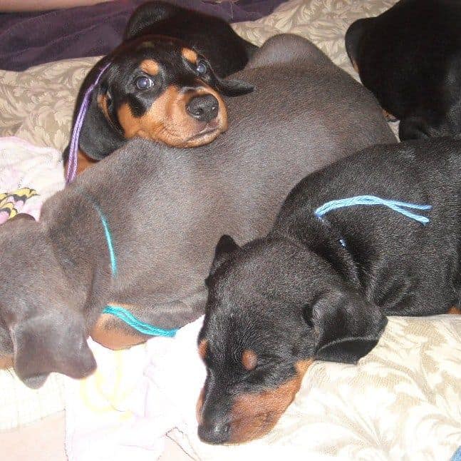 6 week old doberman puppy pictures