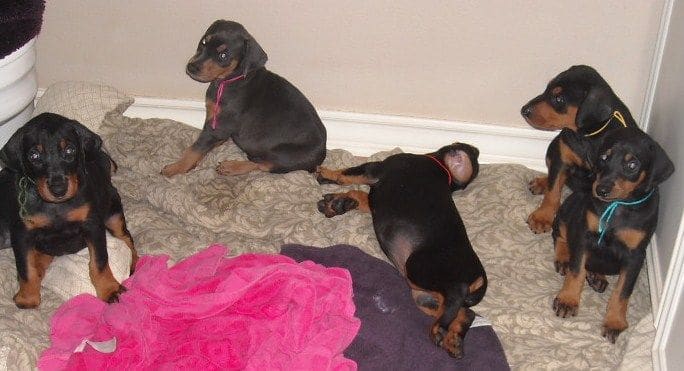 6 week old doberman puppy pictures