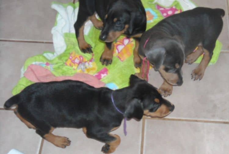 6 week old doberman puppy pictures