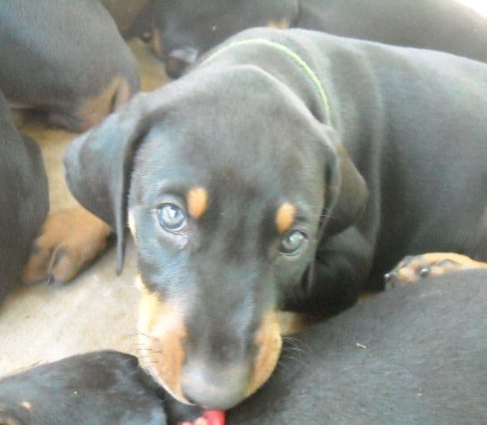 6 week old doberman puppy pictures