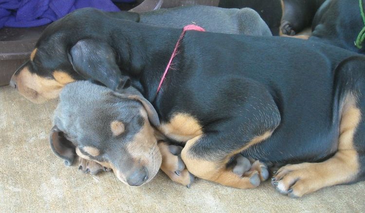 6 week old doberman puppy pictures