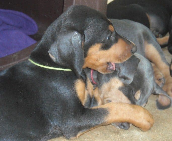 6 week old doberman puppy pictures