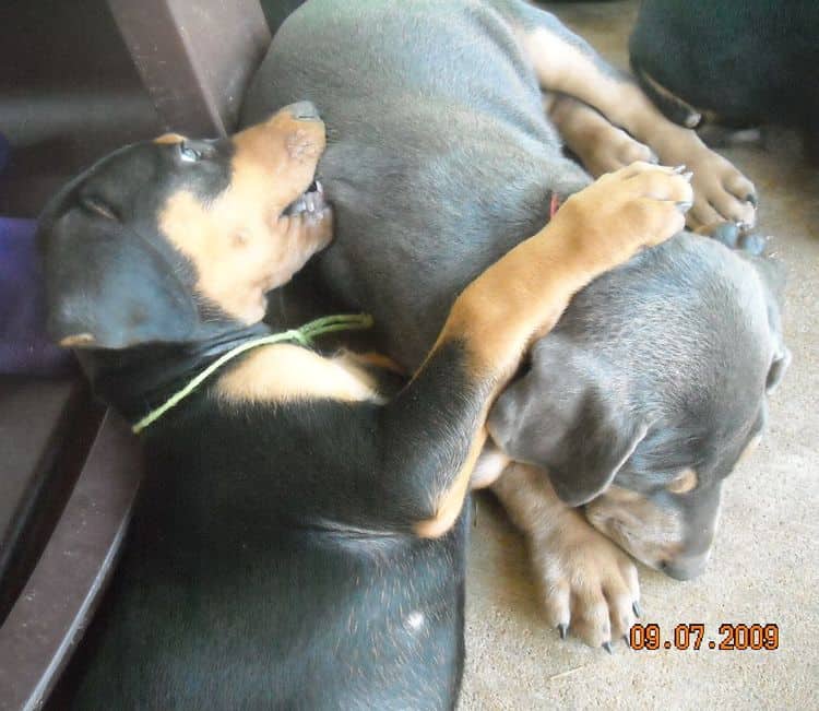 6 week old doberman puppy pictures