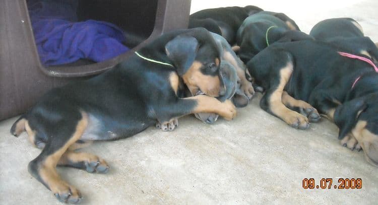 6 week old doberman puppy pictures