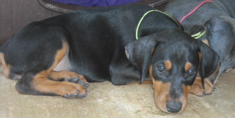 6 week old doberman puppy pictures