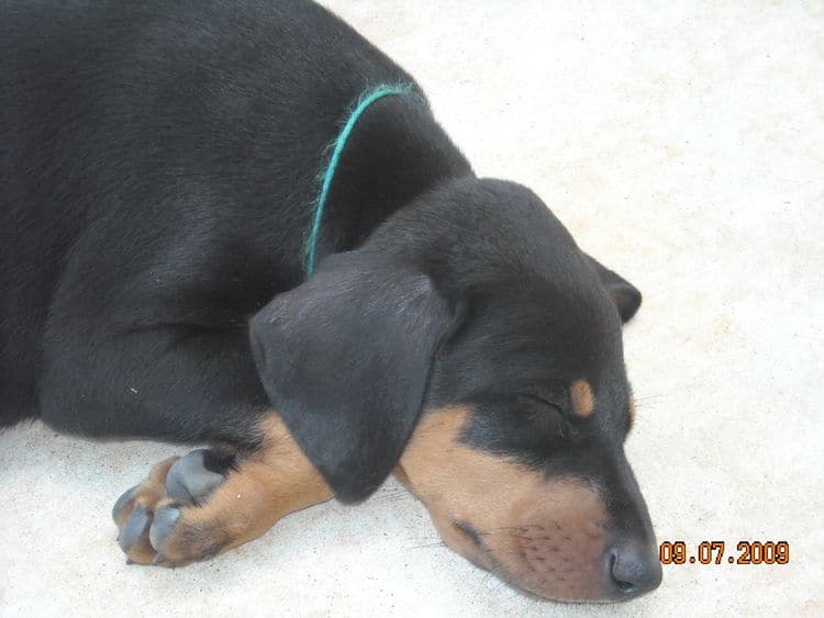 6 week old doberman puppy pictures