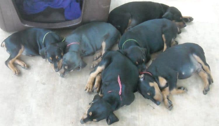 6 week old doberman puppy pictures