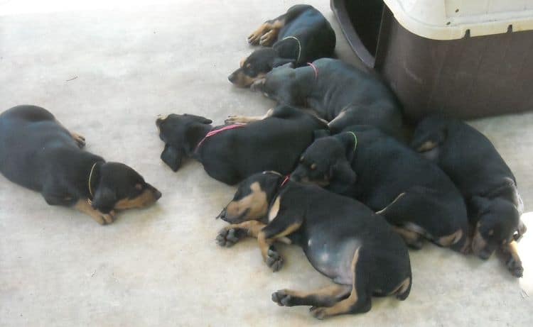 6 week old doberman puppy pictures