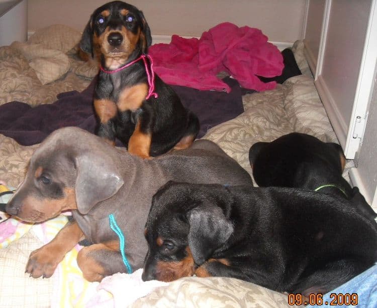 6 week old doberman puppy pictures