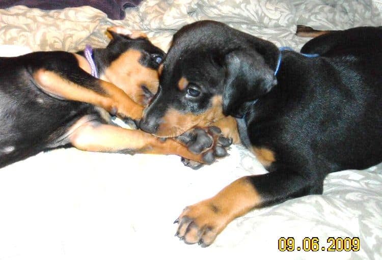 6 week old doberman puppy pictures