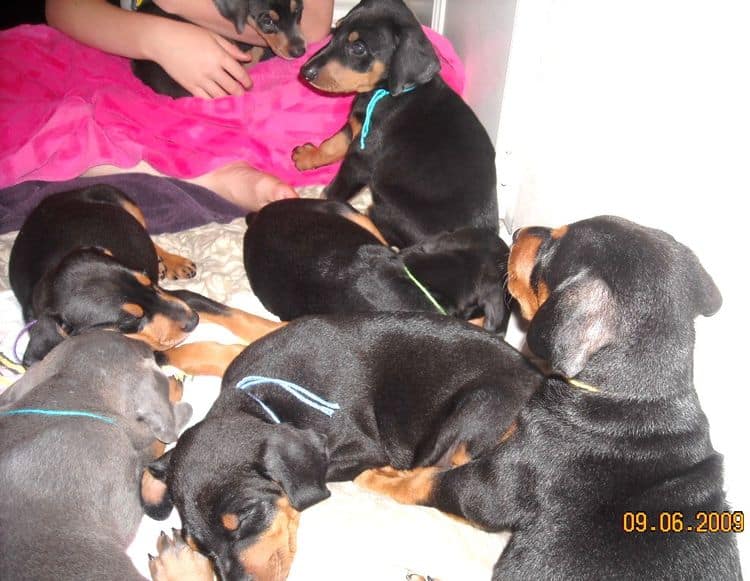 6 week old doberman puppy pictures