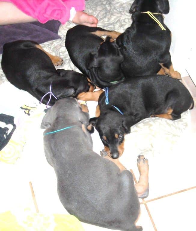 6 week old doberman puppy pictures