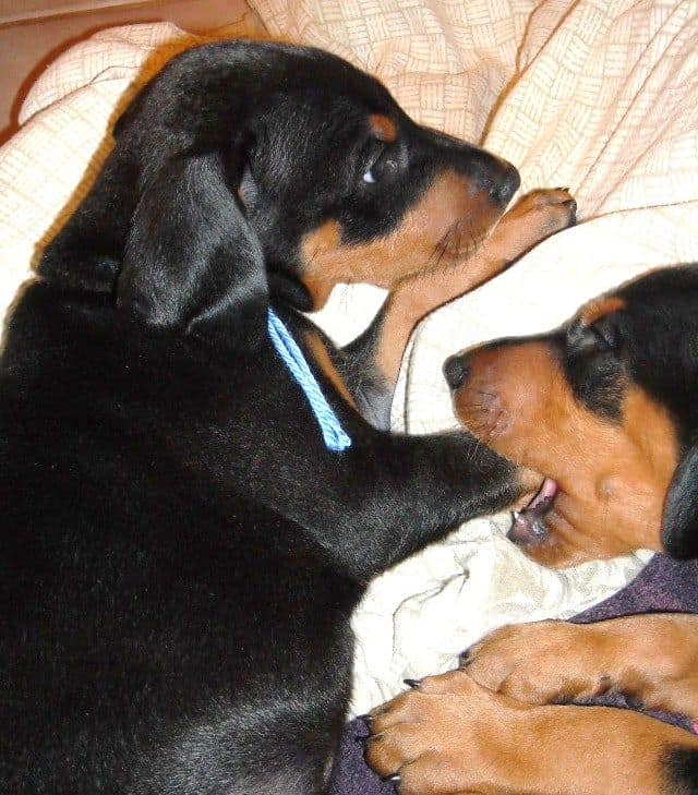 6 week old doberman puppy pictures